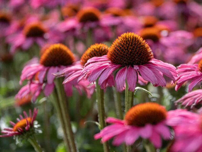 Echinacea
