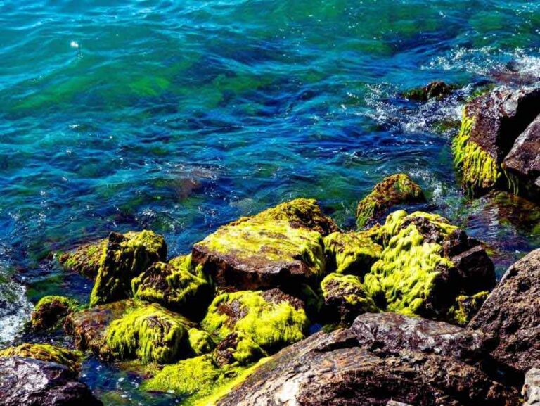 Chlorella: Přírodní mikrořasa s&nbsp;bohatým složením a širokým využitím
