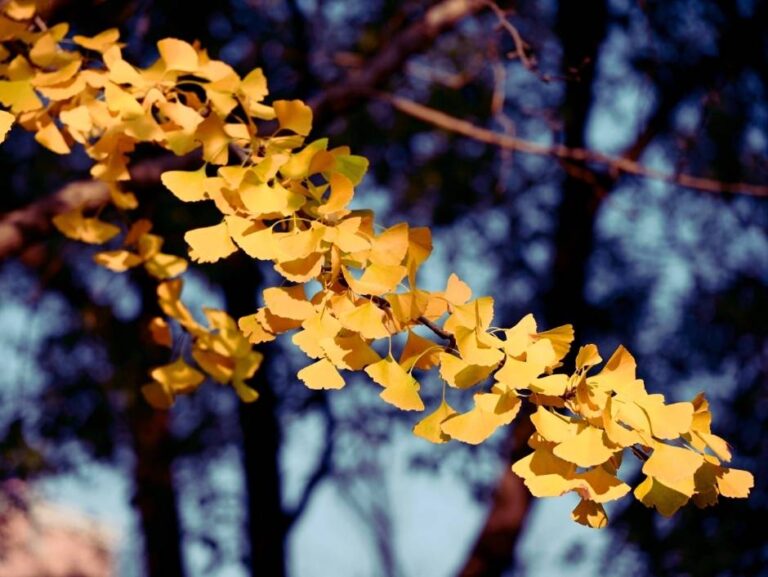 Zpátky do školy a práce? Podpořte svou mysl s&nbsp;ginkgo bilobou